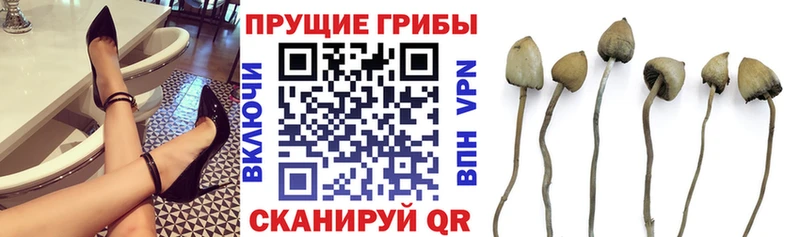Псилоцибиновые грибы мухоморы  где купить наркоту  Кохма 